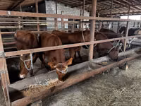 Cow, Cattle — photo 2