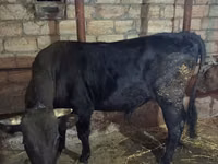 Bull, Cattle — photo 3