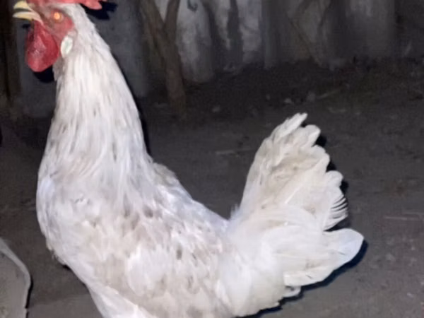 Leghorn — Kyrgyzstan