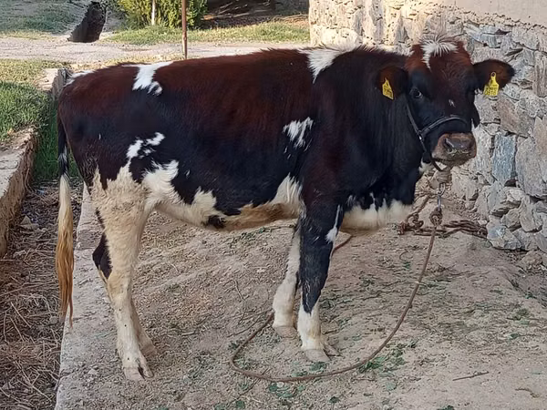 Cow, Russian Black pied cattle — Uzbekistan