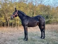 Horse (M), Nonius horse — photo 1
