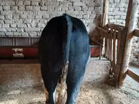 গবাদি পশু (দল, লিঙ্গ উল্লেখ নেই), Russian Black pied cattle — ছবি 2