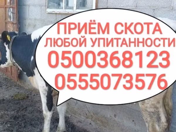 Bull, Cattle — Kyrgyzstan