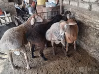 Ram, Rhon sheep — photo 5