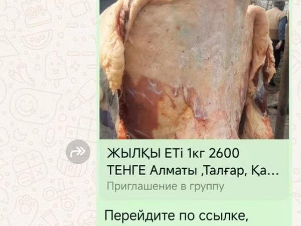 Horses (batch, sex not specified), Horses — Kazakhstan