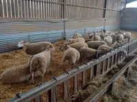 Sheep, Rouge de l’Ouest sheep — photo 1
