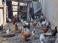 Chickens — 照片 5