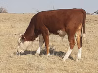 گاو و گوساله (گروه، جنسیت مشخص نشده), Latvian Blue cattle — عکس 6