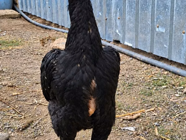 Chickens