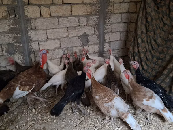 Guinea fowl — Azerbaijan