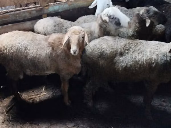 Sheep, Sheep — Kazakhstan