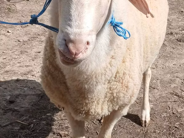 Ram, Sheep — Moldova
