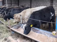 Bull, Alatau breed — photo 6