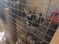 Chickens — عکس 4
