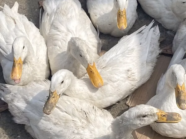 Ducks — Азербайджан