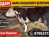 Bull, White-headed Ukrainian — photo 1