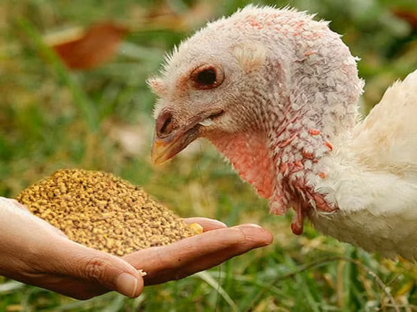 Turkeys — Moldofa