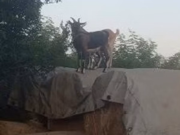 Billy Goat, Goats