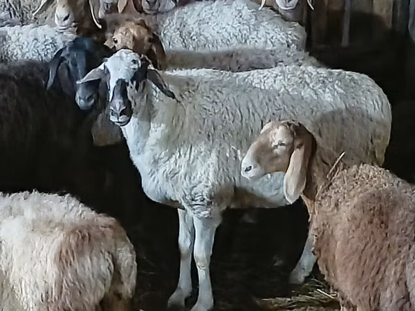 Sheep, Sheep — Kyrgyzstan