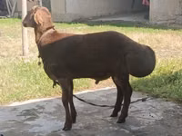 Kambing jantan, Sheep — foto 2