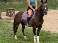母马, Quarter Horse — 照片 3