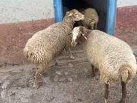 Ido, Sheep — sawirka 1