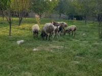 Ram, Arashan sheep — photo 3