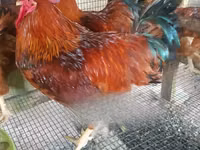 Chickens — foto 8