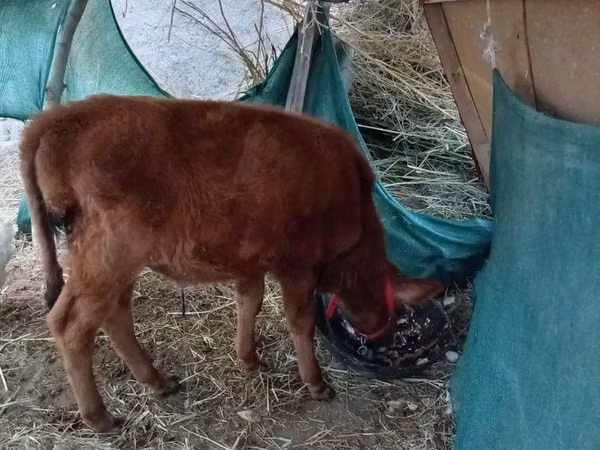 Bull, Cattle