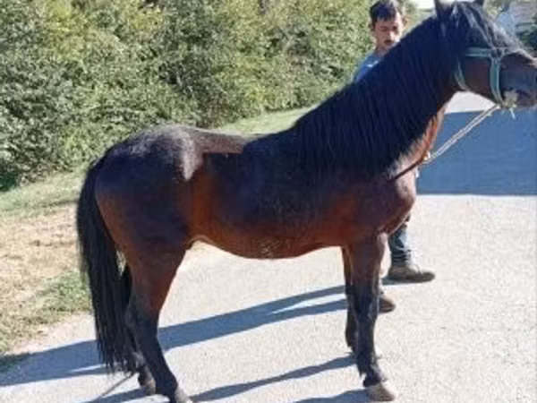 Horse (M), Horses