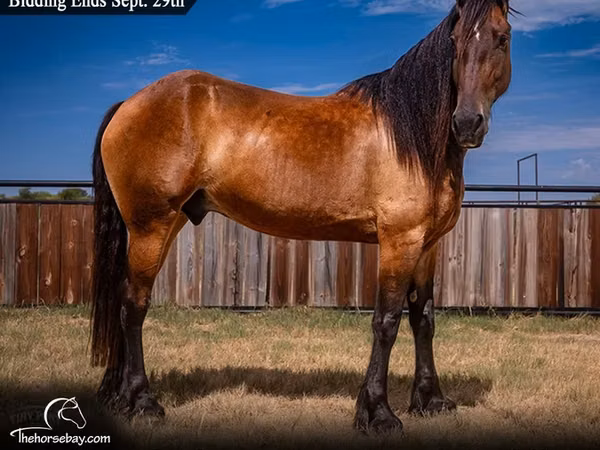 Horse (M), Friesian — United States