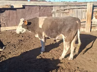Bulle, Simmental cattle — Foto 3