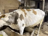 Vaca, Raza Alatau — foto 6