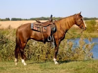 Mare, Rocky Mountain Horse — photo 1