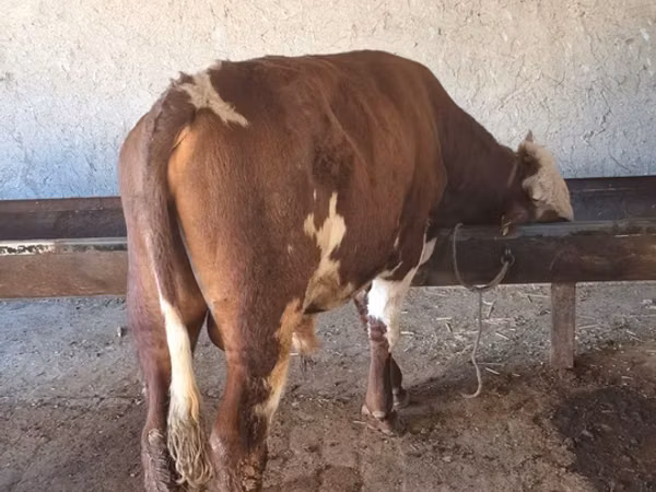 Bull, Simmental cattle — Uzbekistan
