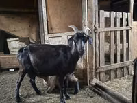 Ziegenbock, Ziegen — Foto 1