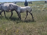 Mare, Kazakh horse — photo 5