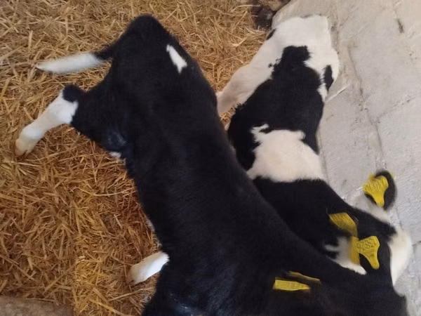 雌牛, Russian Black pied cattle — ポーランド