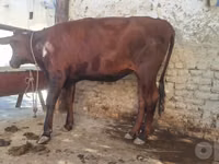 Bou, Bovine — foto 1