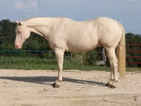 Horse (M), Quarter Horse — photo 2