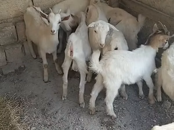 Kambing jantan, Goats — Azerbaijan