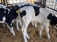 Býk, Russian Black pied cattle — foto 2