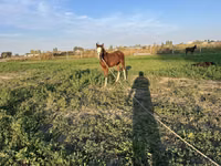 Кобила, Kyrgyz Horse — фото 4