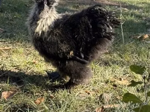 سیلکی