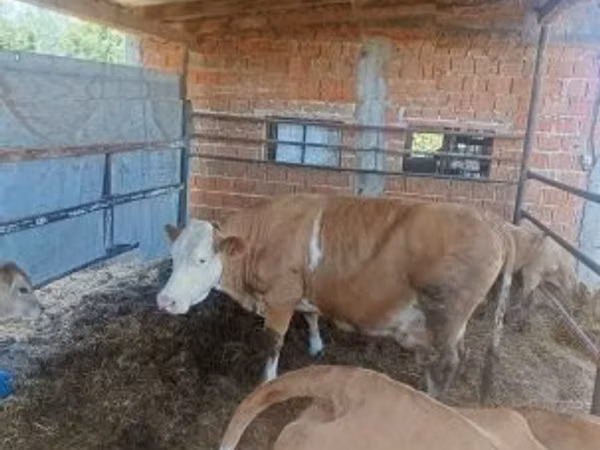 Cow, French Simmental cattle — Hungary