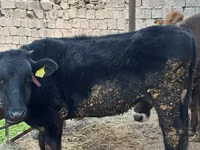 Mucca, Bovini — foto 2