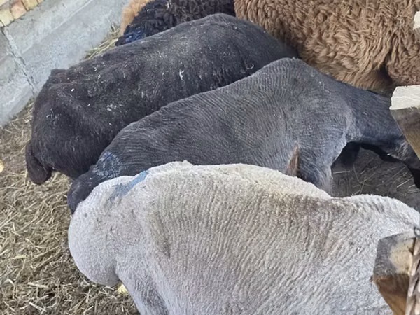 Ram, Arashan sheep — Kyrgyzstan