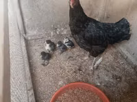 Chickens — عکس 1