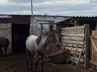 घोड़ा, Kustanai horse — फ़ोटो 2