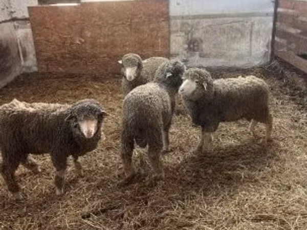Kambing jantan, Merino sheep — Hungary